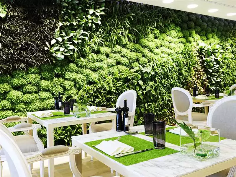 Зеленый Фикус: Природная Зелень В Интерьере Ресторана